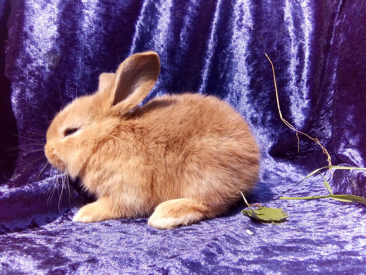 Kanin Stald Miscere's Sunshine Fransk vædder - 3 uger gammel billede 13