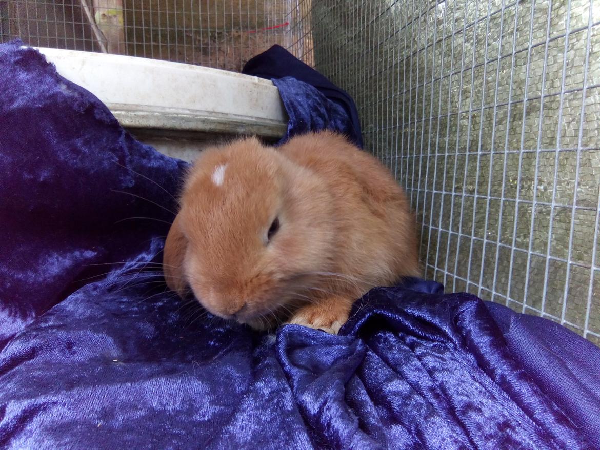 Kanin Stald Miscere's Sunshine Fransk vædder - 5 uger gammel billede 11