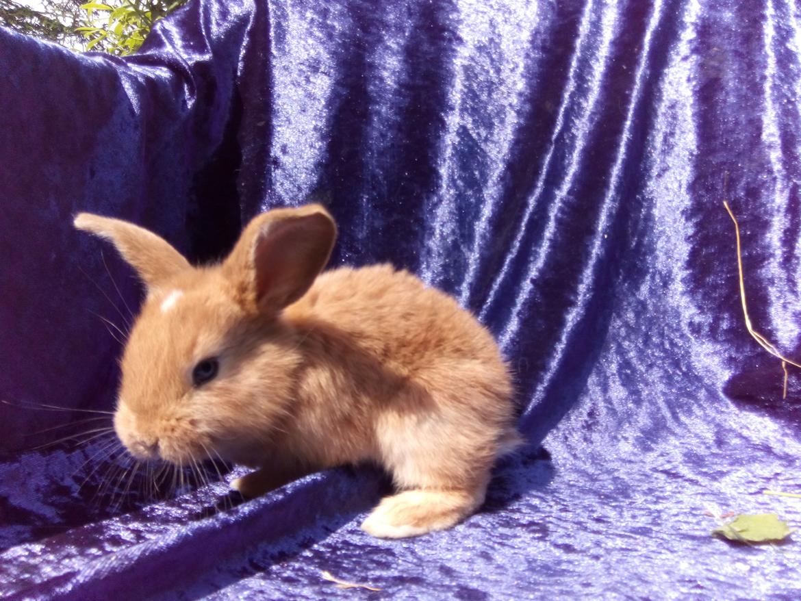 Kanin Stald Miscere's Sunshine Fransk vædder - 3 uger gammel billede 14