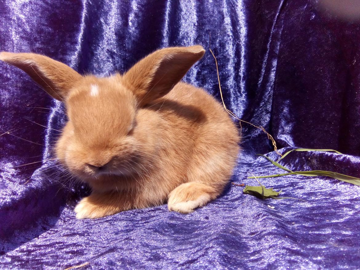 Kanin Stald Miscere's Sunshine Fransk vædder - 3 uger gammel billede 16