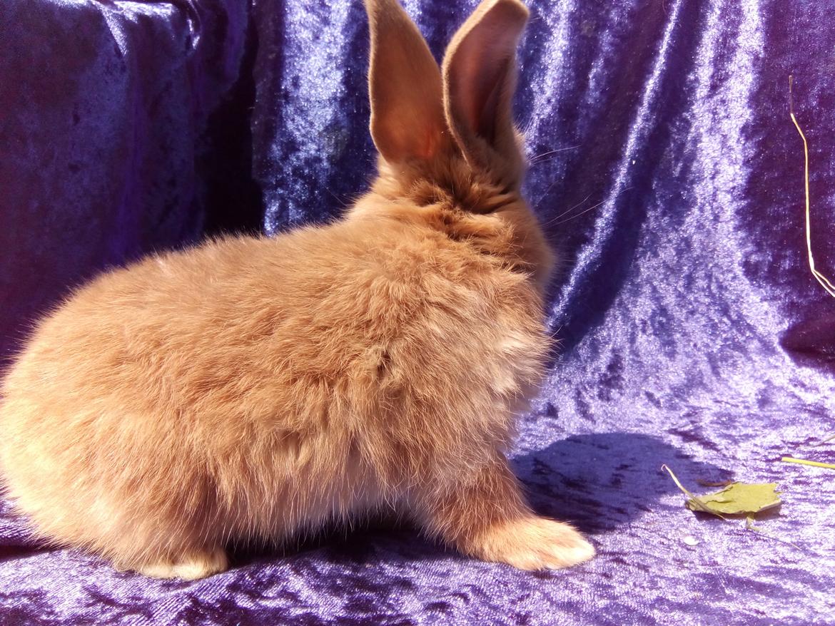 Kanin Stald Miscere's Sunshine Fransk vædder - 3 uger gammel billede 17