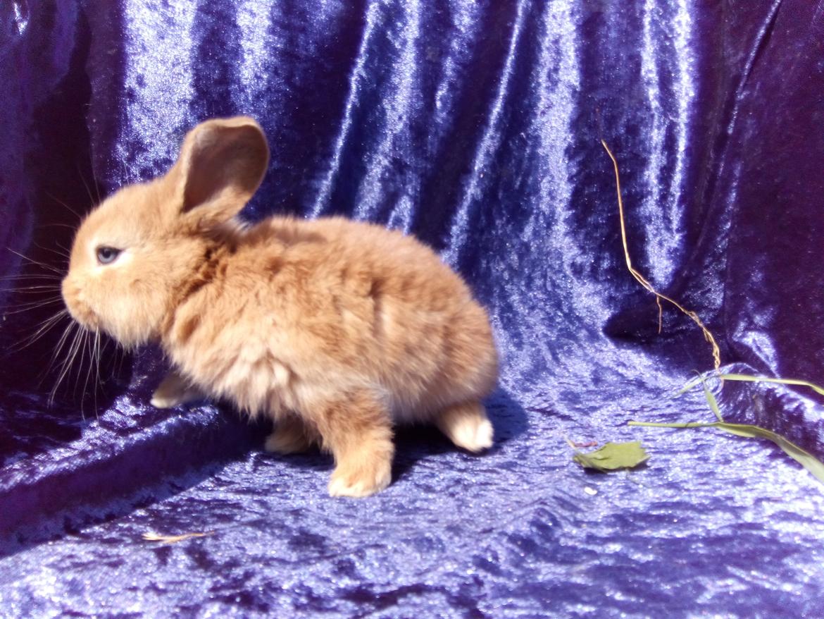 Kanin Stald Miscere's Sunshine Fransk vædder - 3 uger gammel billede 18