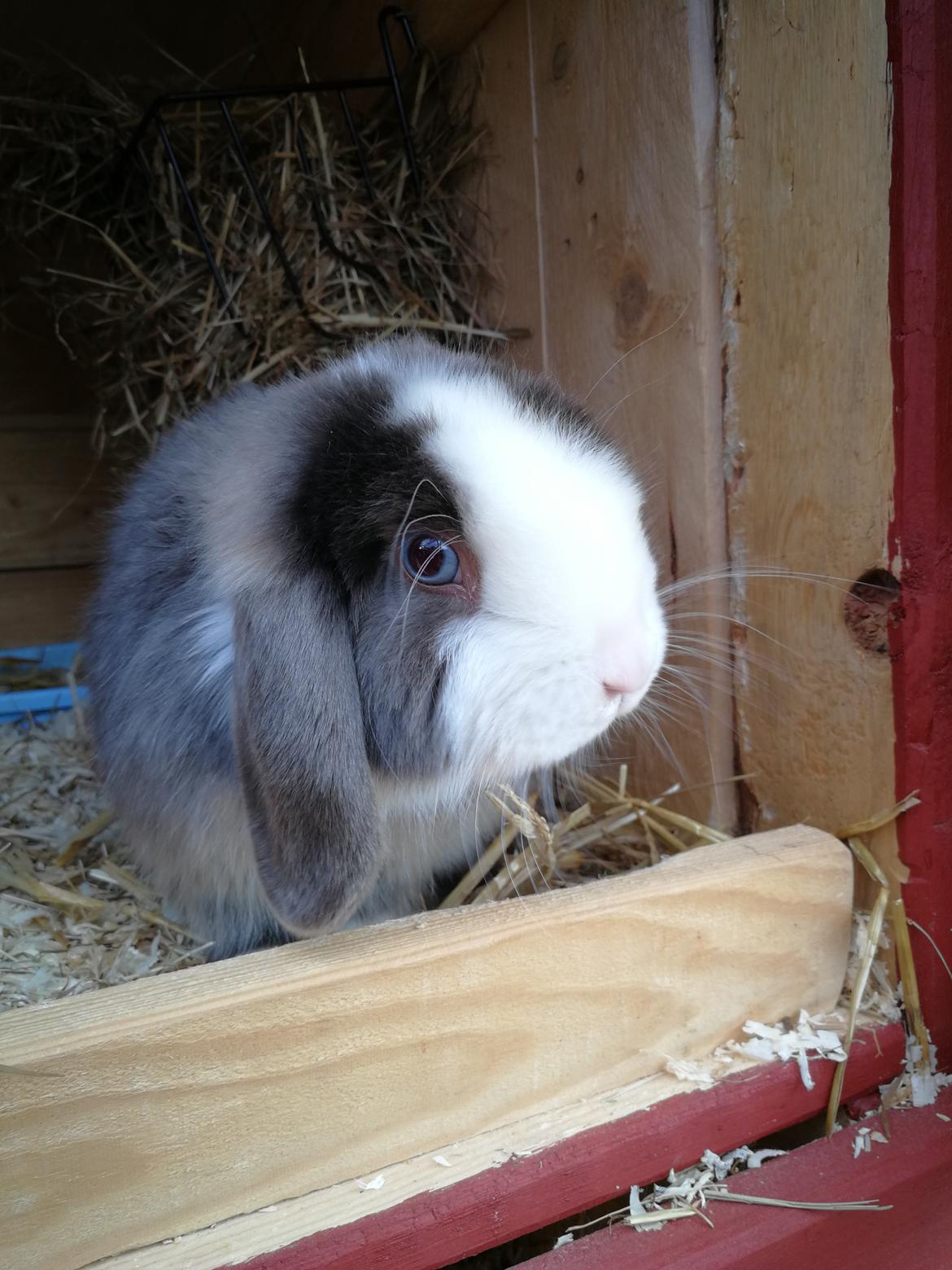 Kanin Buster  billede 4