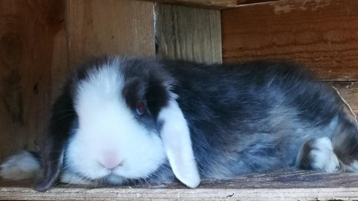 Kanin Buster  billede 7