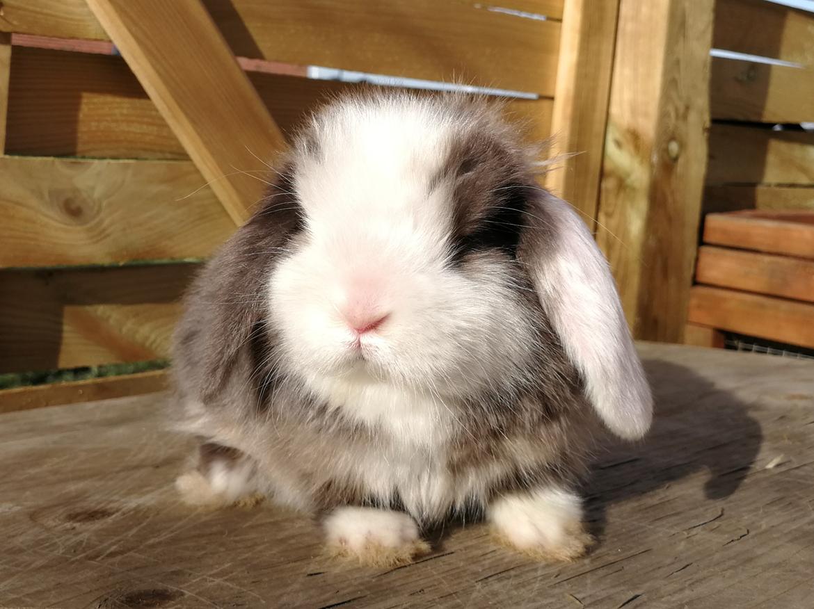 Kanin Buster  billede 8