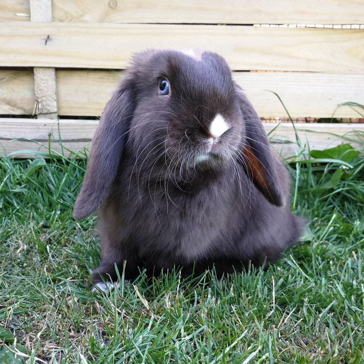 Kanin Hannibal  billede 2