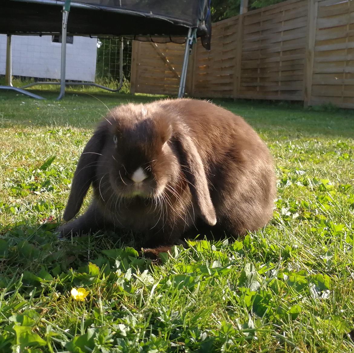 Kanin Hannibal  billede 3