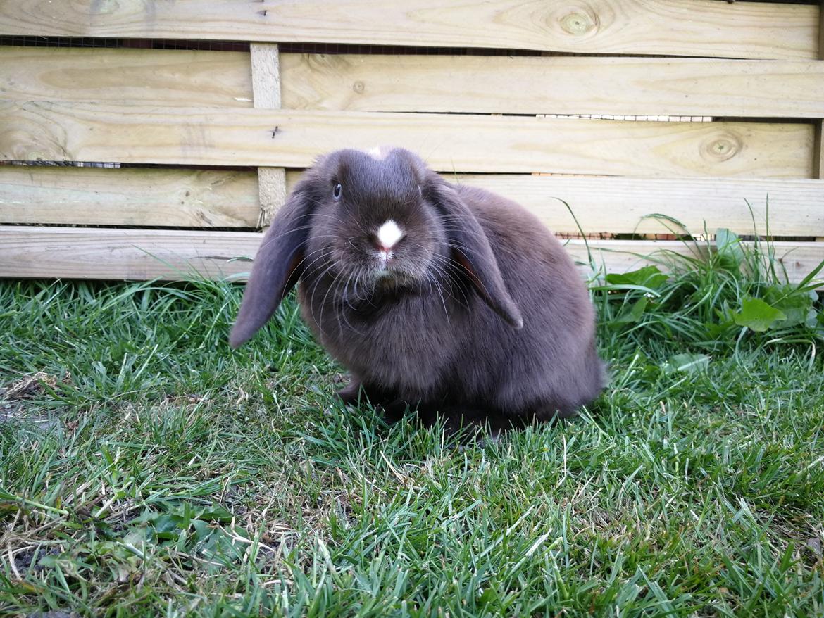 Kanin Hannibal  billede 4