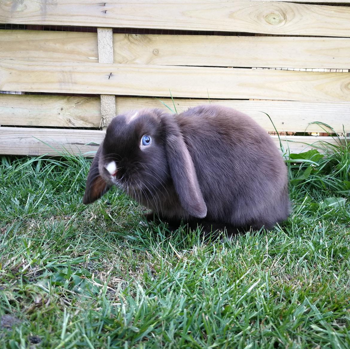 Kanin Hannibal  billede 5