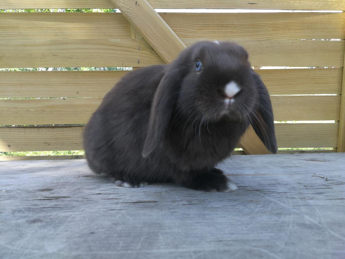 Kanin Hannibal  billede 6