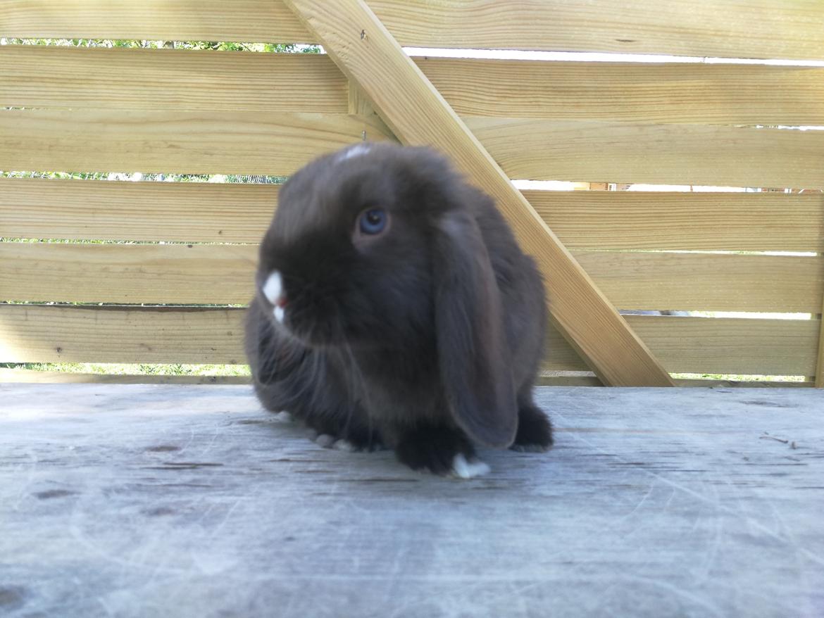 Kanin Hannibal  billede 7