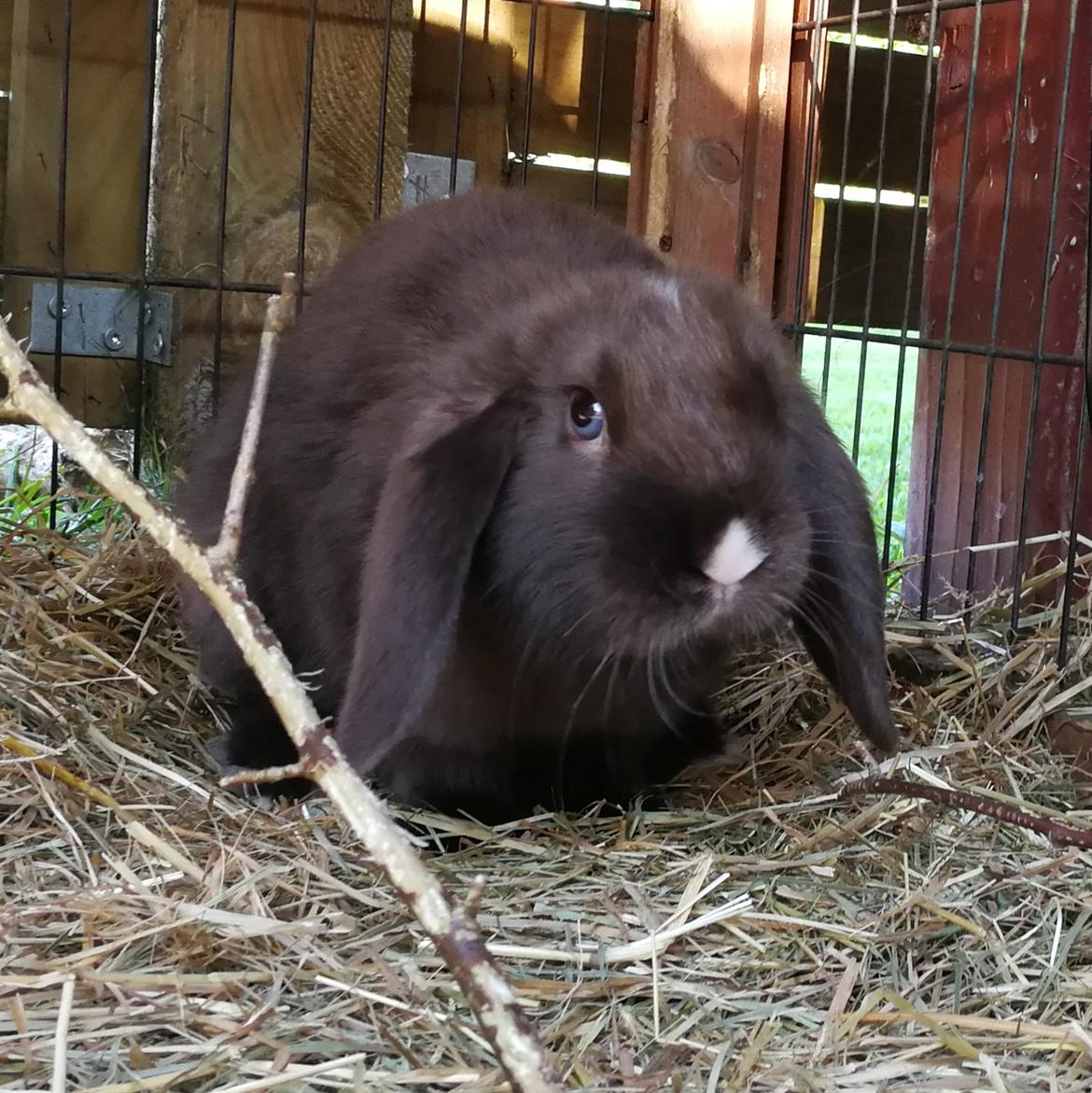 Kanin Hannibal  billede 8