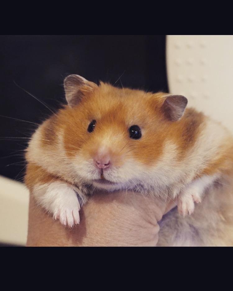 Hamster Hybens Merry - Merry hos tidligere ejer billede 1