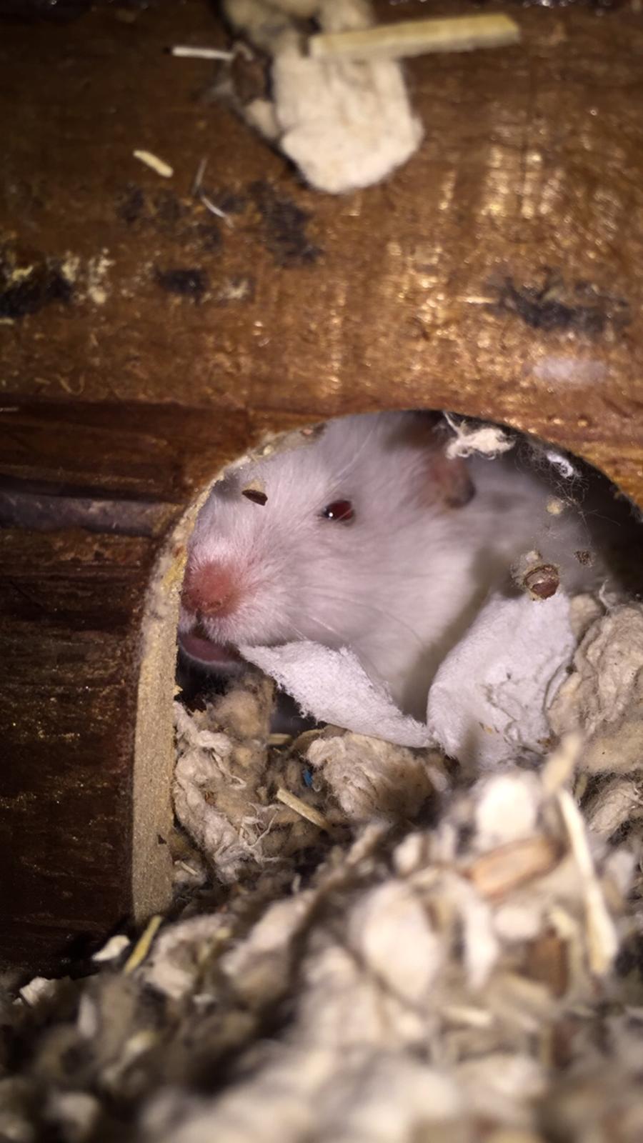 Hamster Luna billede 1