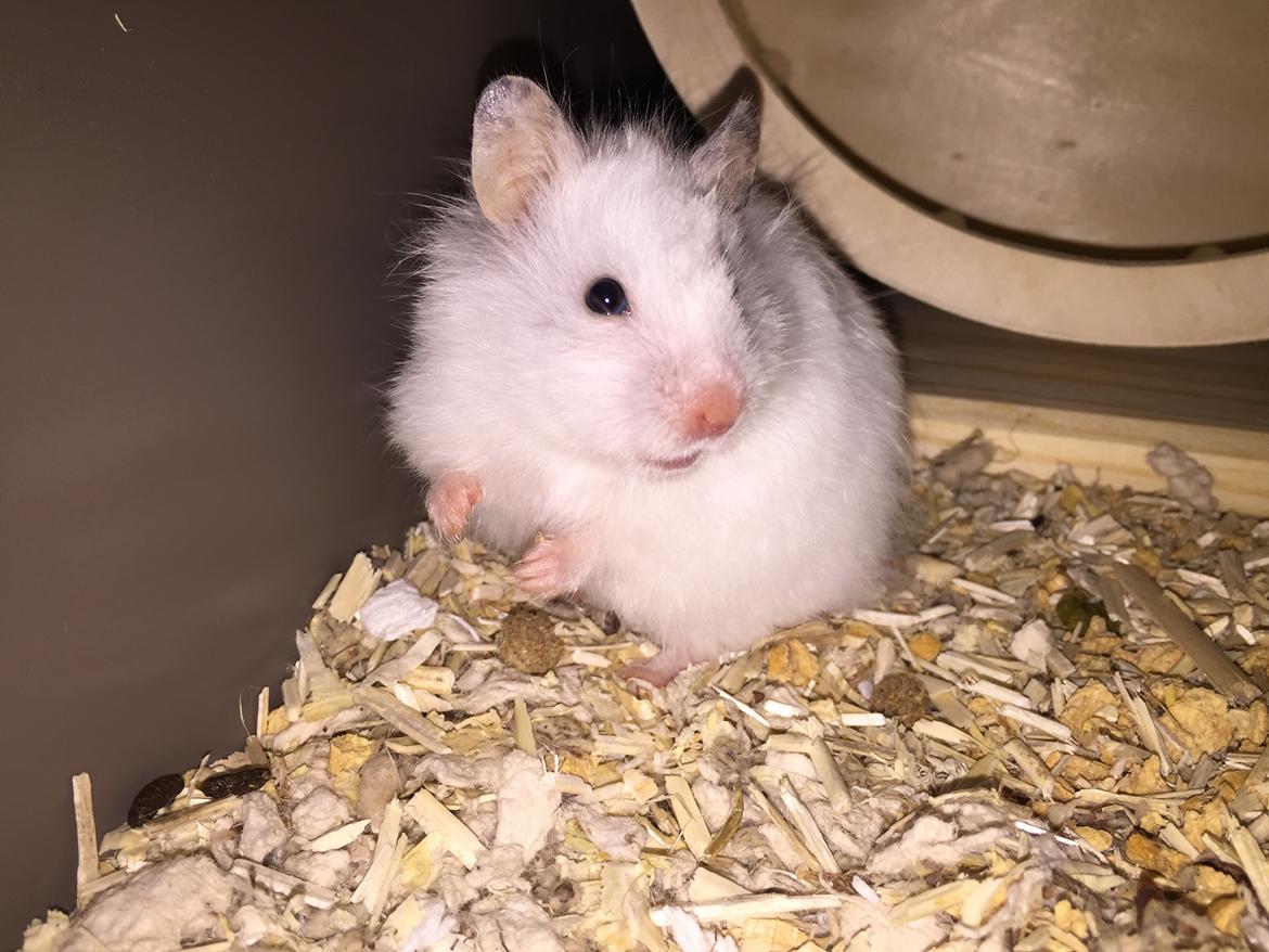Hamster Luna billede 2