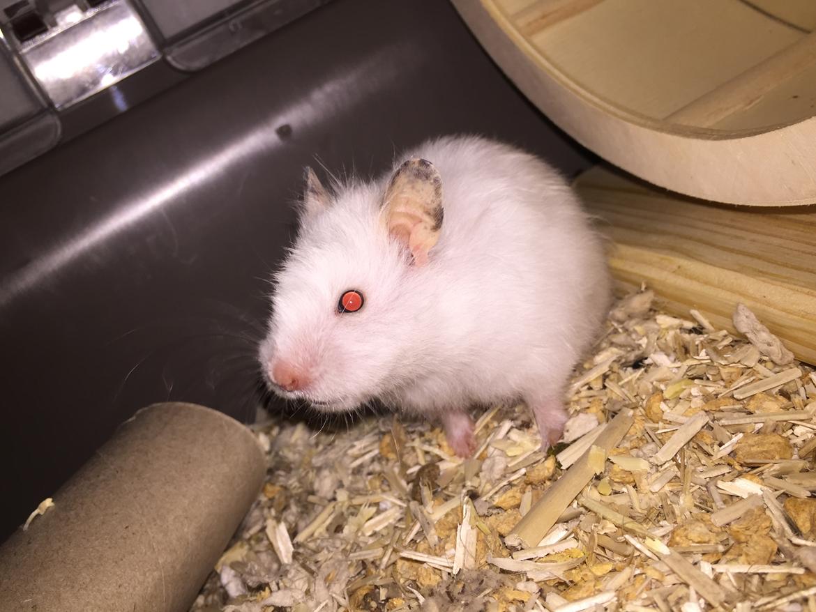 Hamster Luna billede 3
