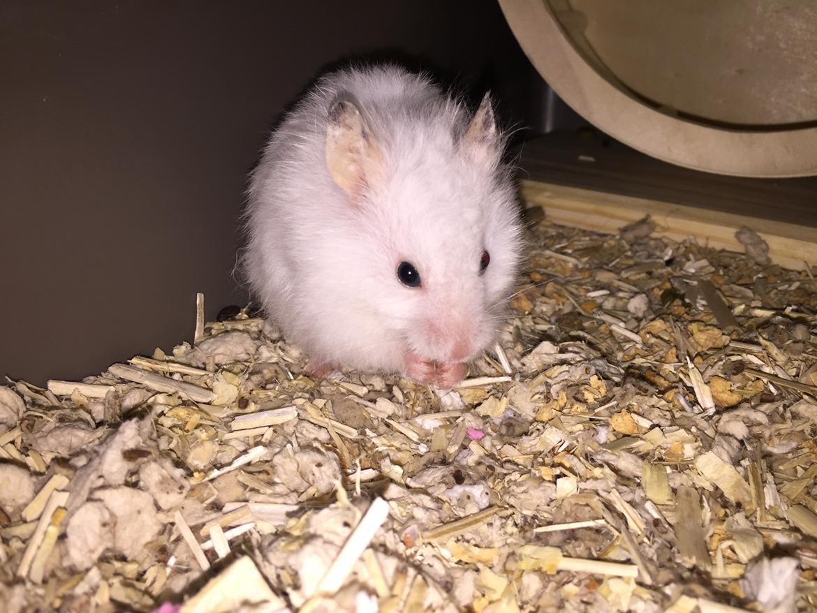 Hamster Luna billede 4