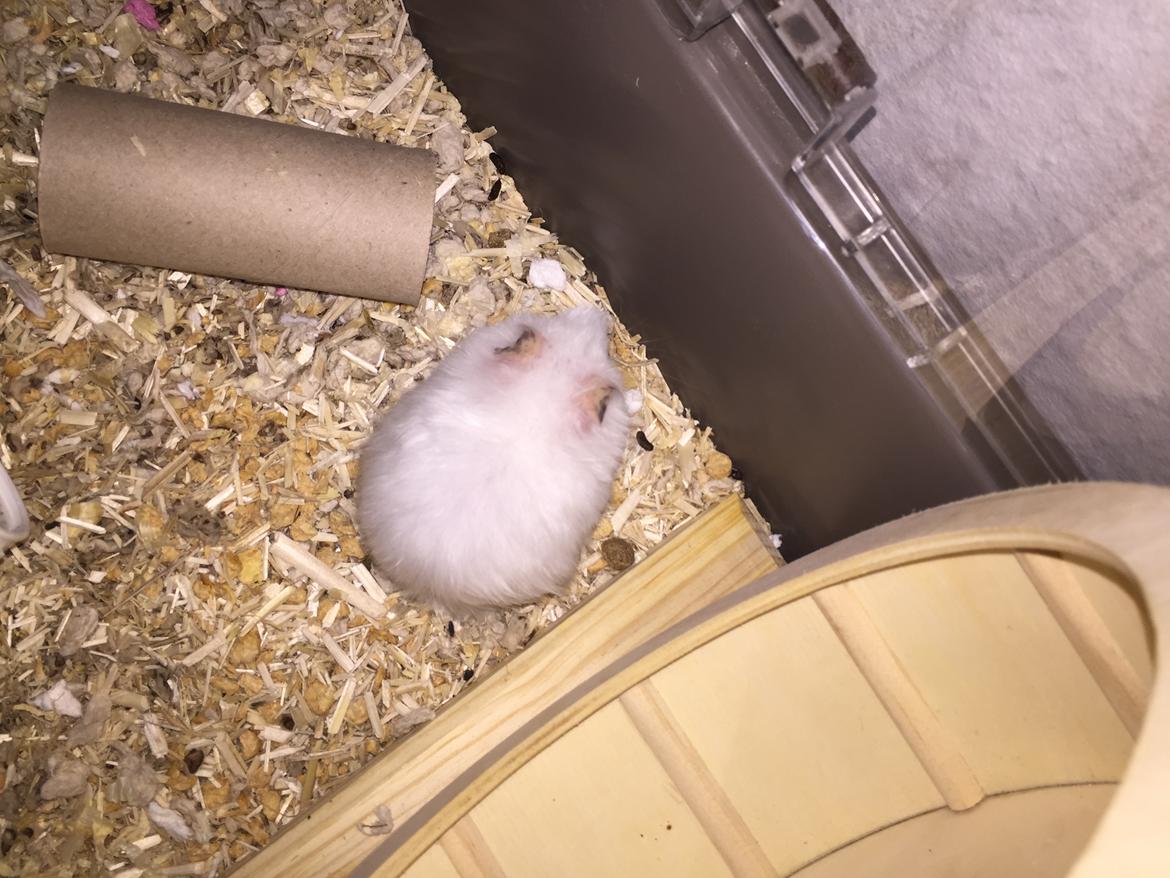 Hamster Luna billede 5
