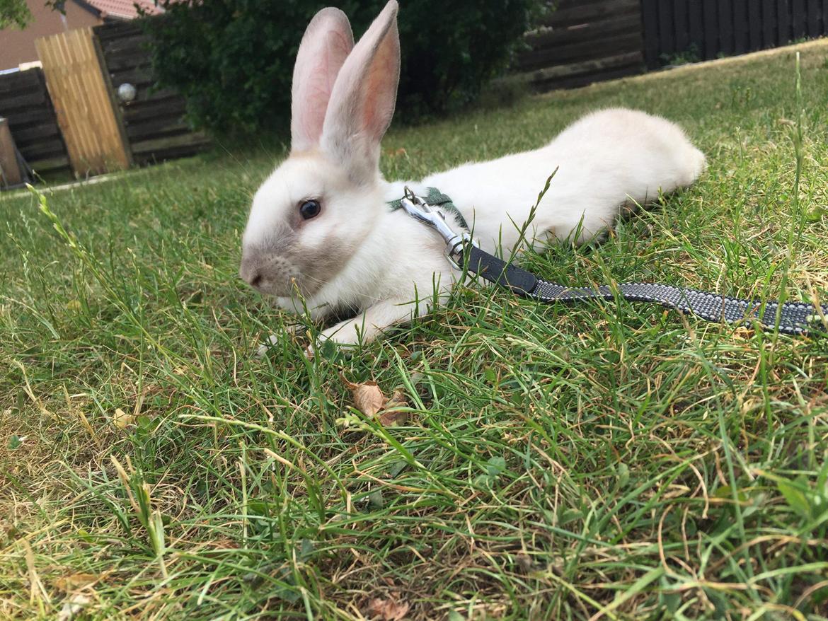 Kanin Cadi billede 4