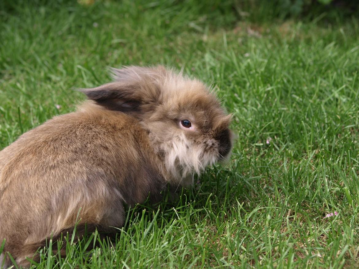 Kanin Stampe billede 1