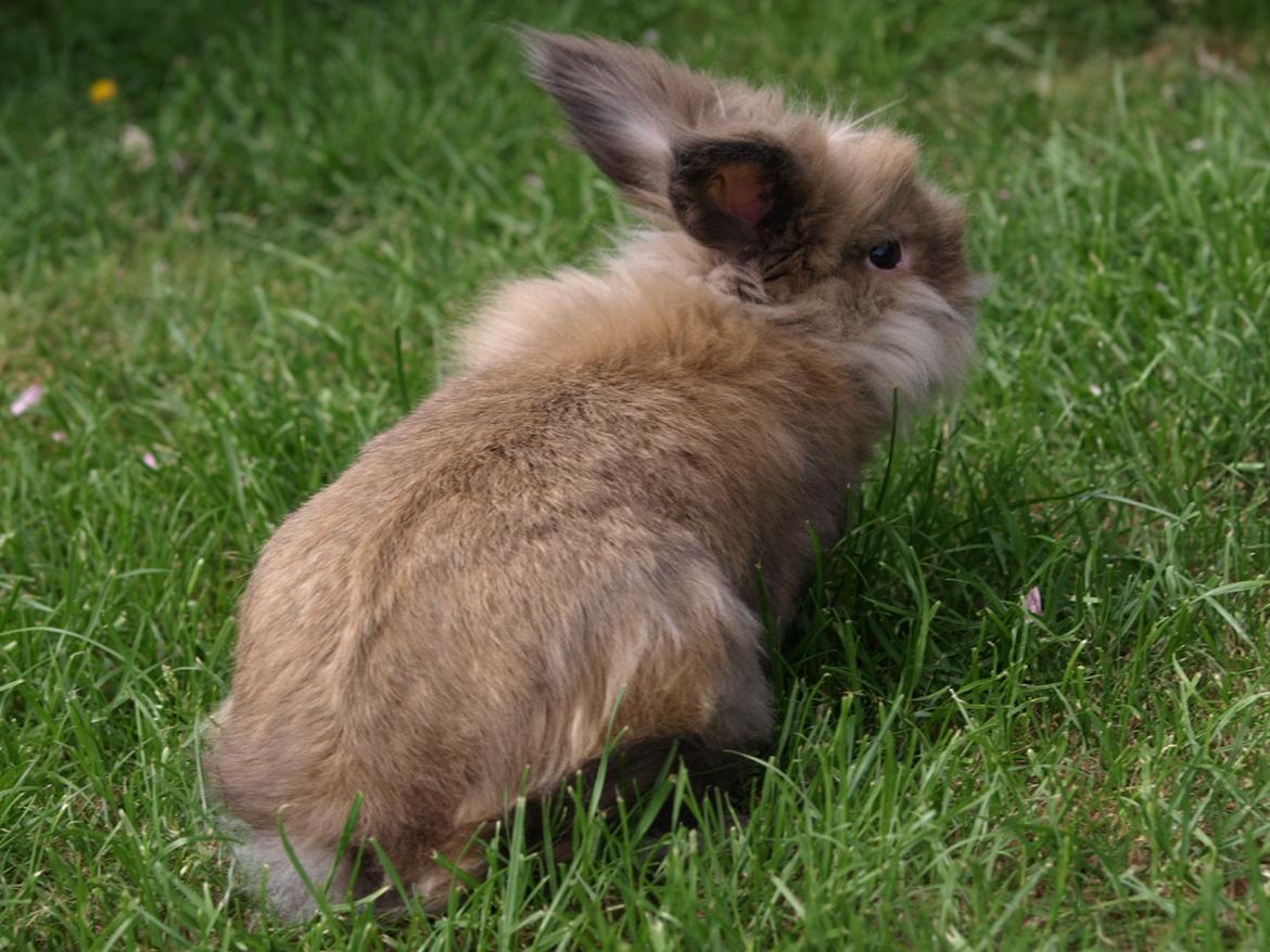 Kanin Stampe billede 2
