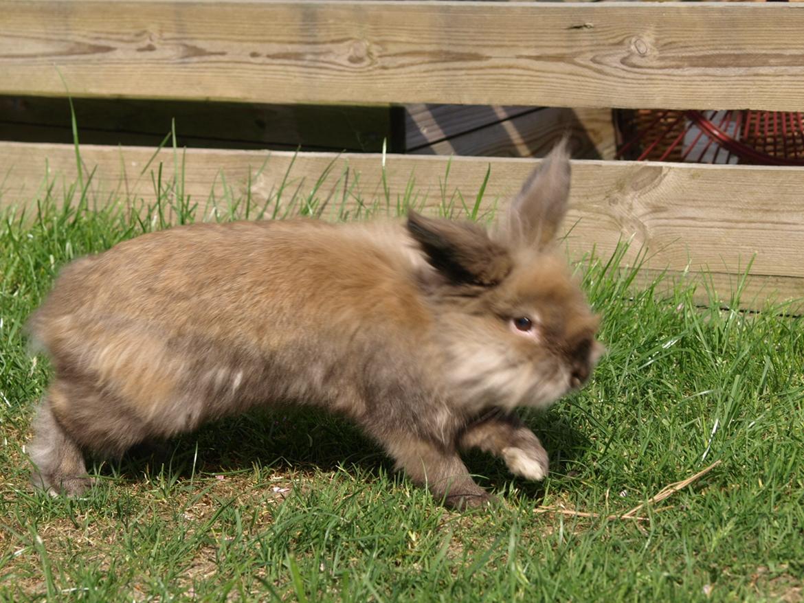 Kanin Stampe billede 3