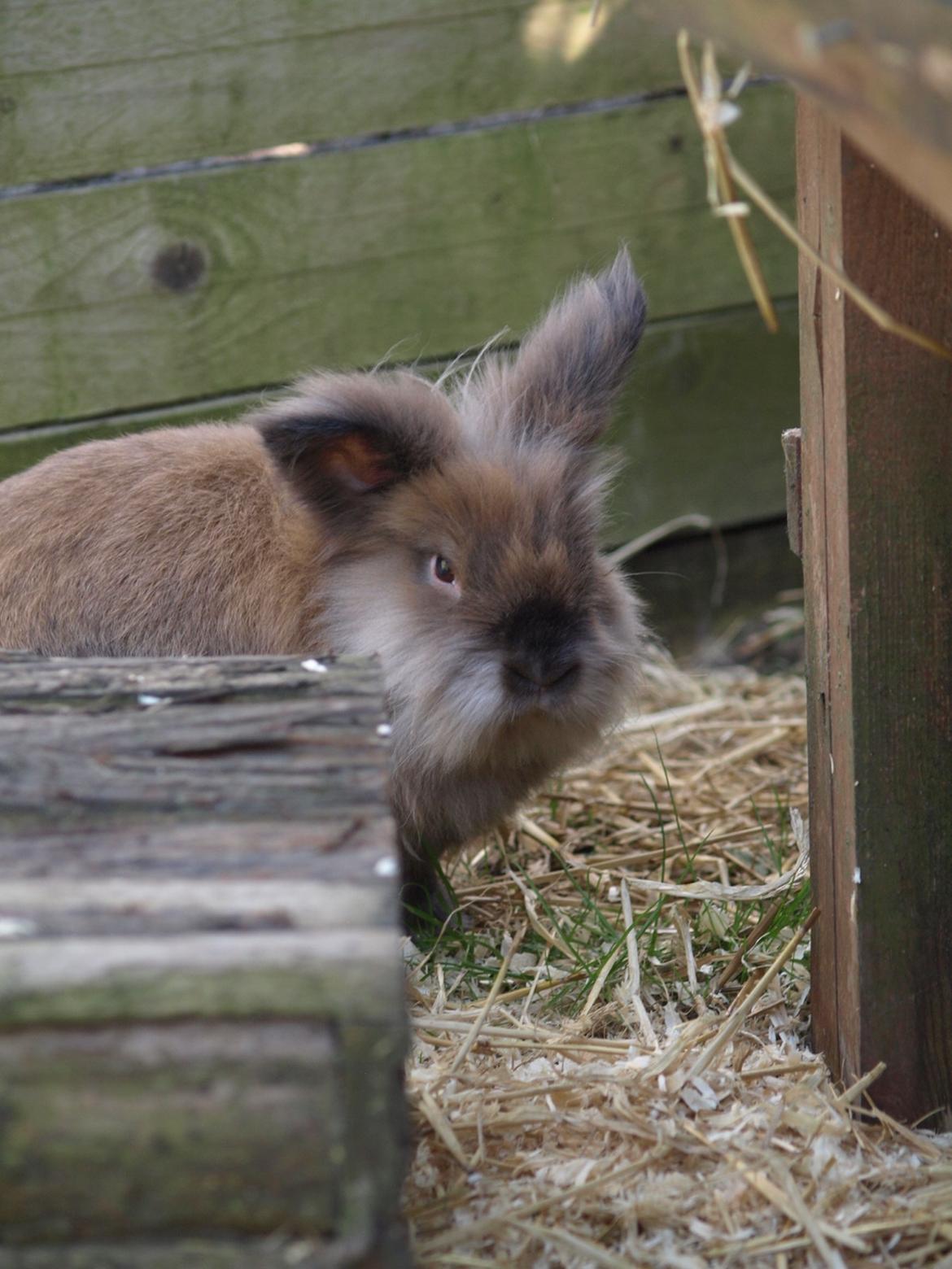 Kanin Stampe billede 5