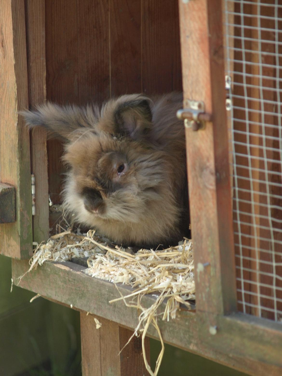 Kanin Stampe billede 4