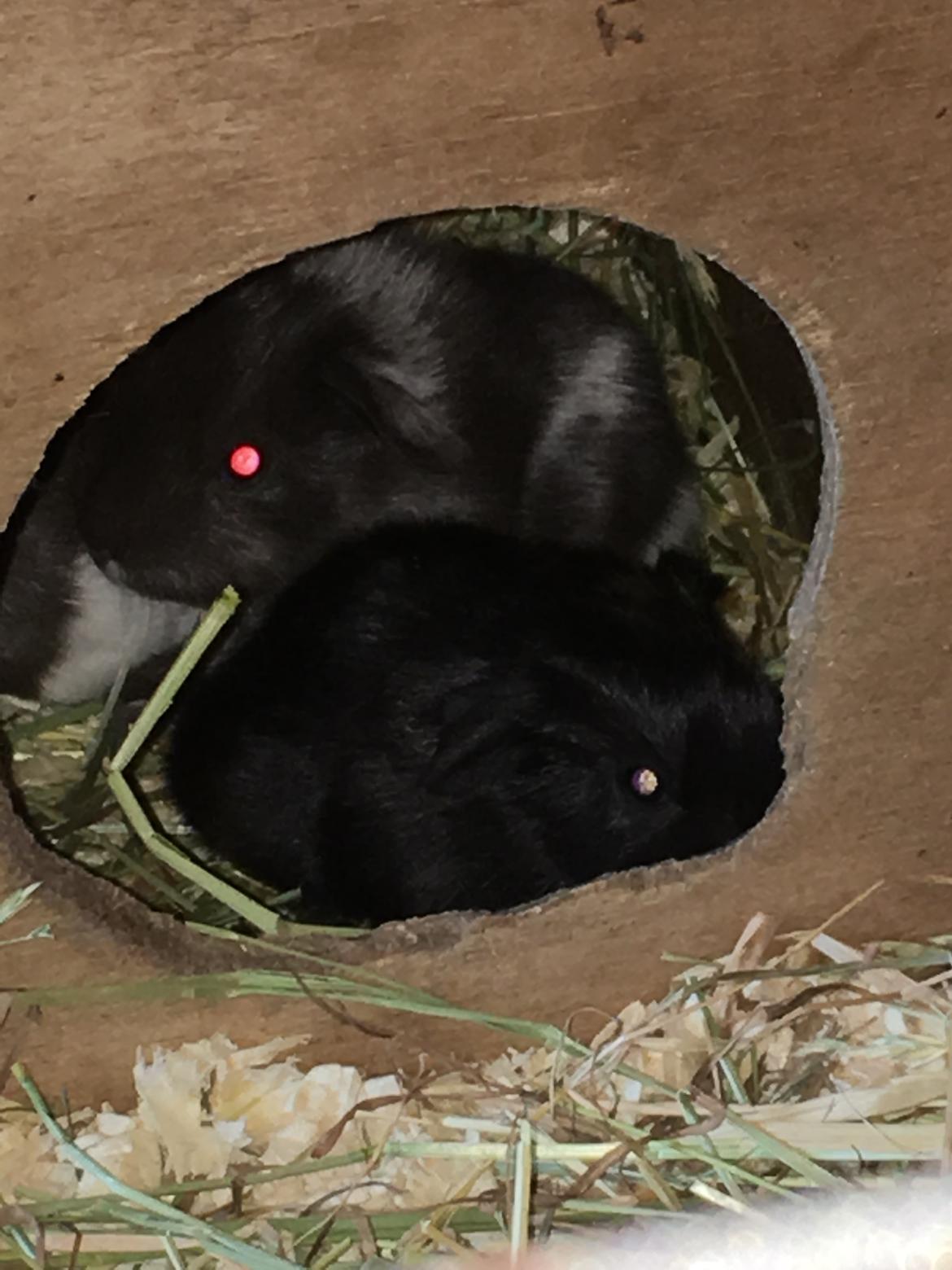 Marsvin Solstråle,s lulu billede 22