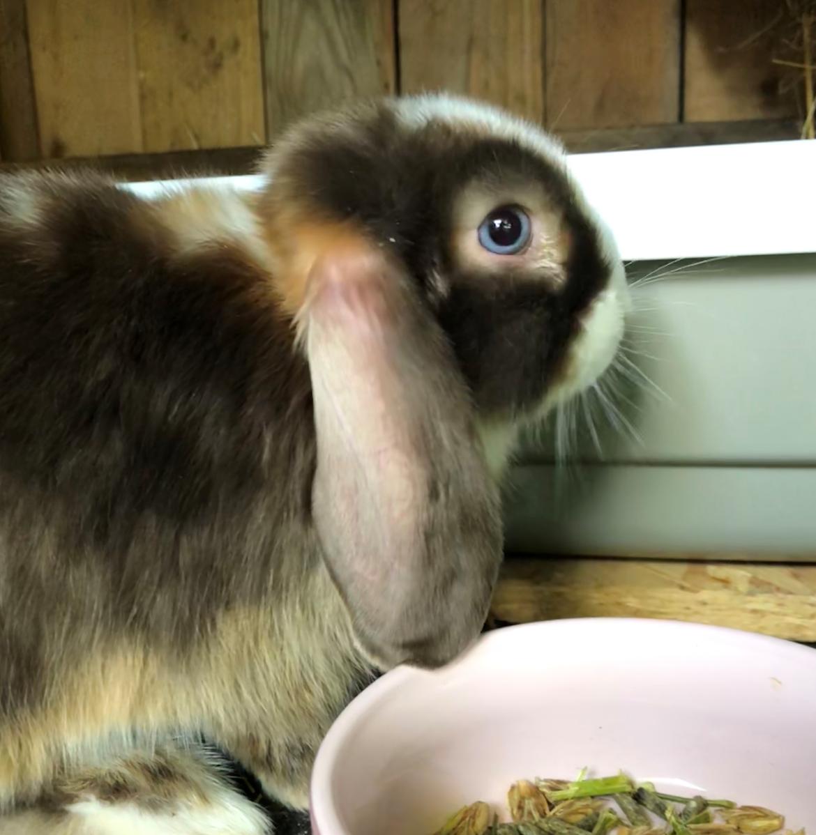 Kanin HrNanna. Dværgvædder/mini lop billede 1