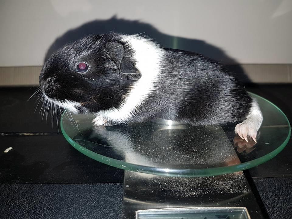 Marsvin Koreskas ÆTHELGYTH billede 20