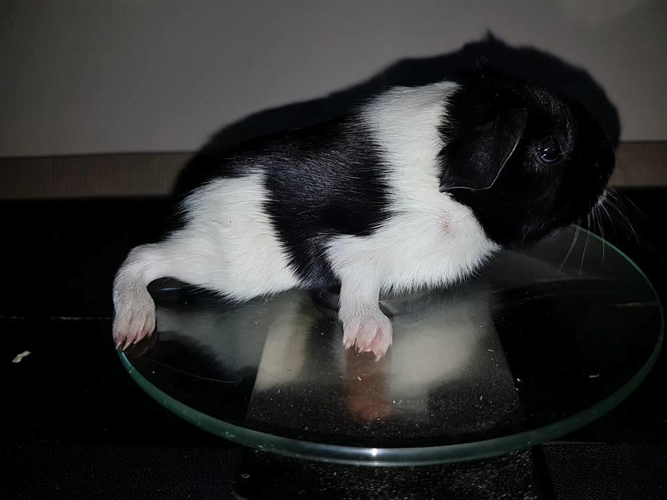 Marsvin Koreskas ÆTHELGYTH billede 19