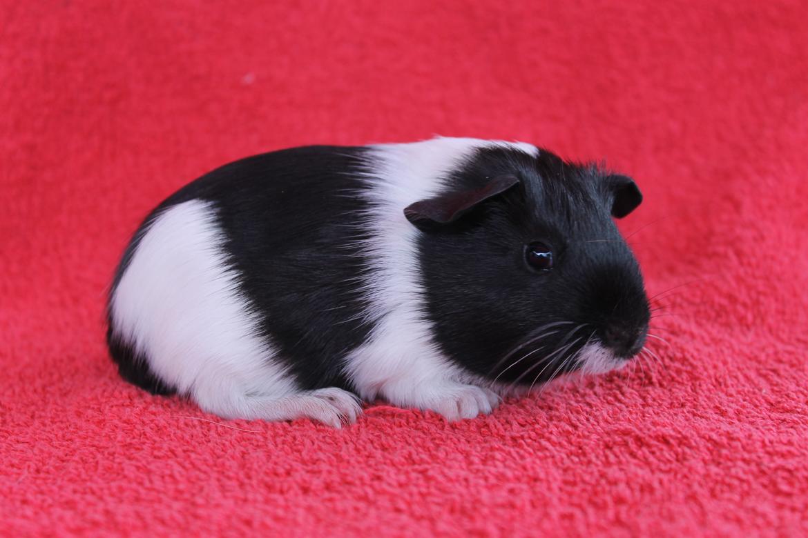 Marsvin Koreskas ÆTHELGYTH billede 1