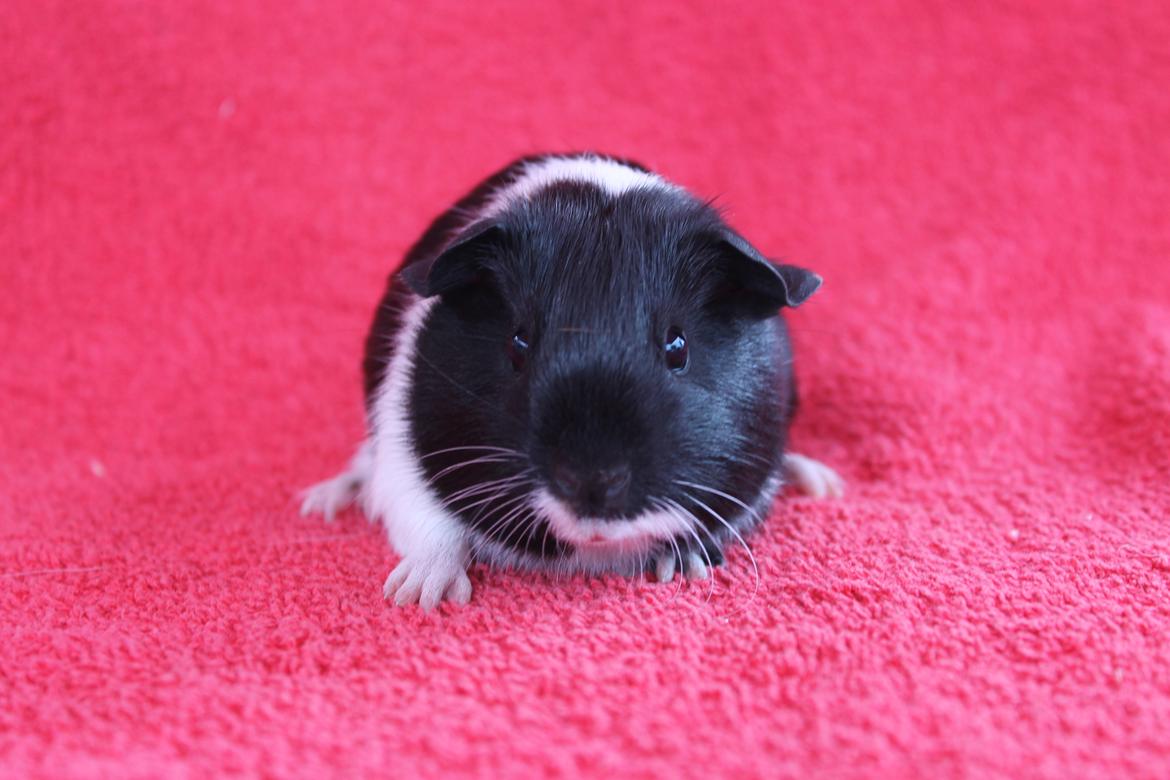 Marsvin Koreskas ÆTHELGYTH billede 6