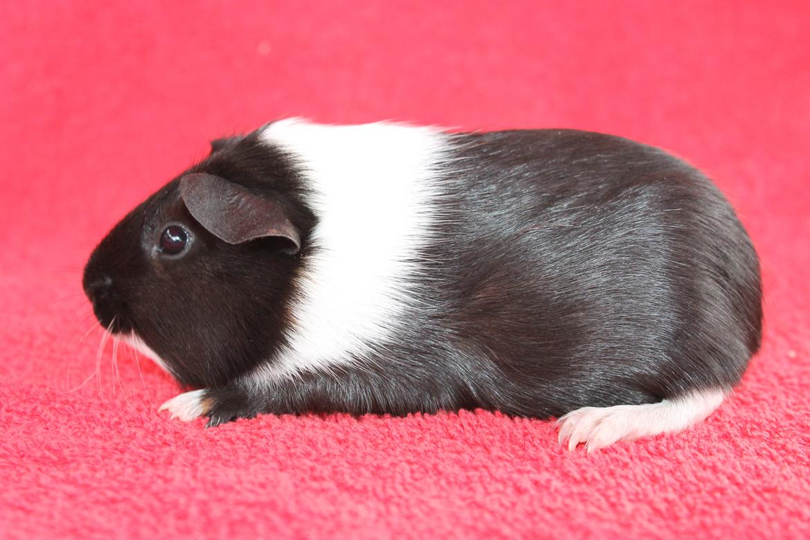 Marsvin Koreskas ÆTHELGYTH billede 9