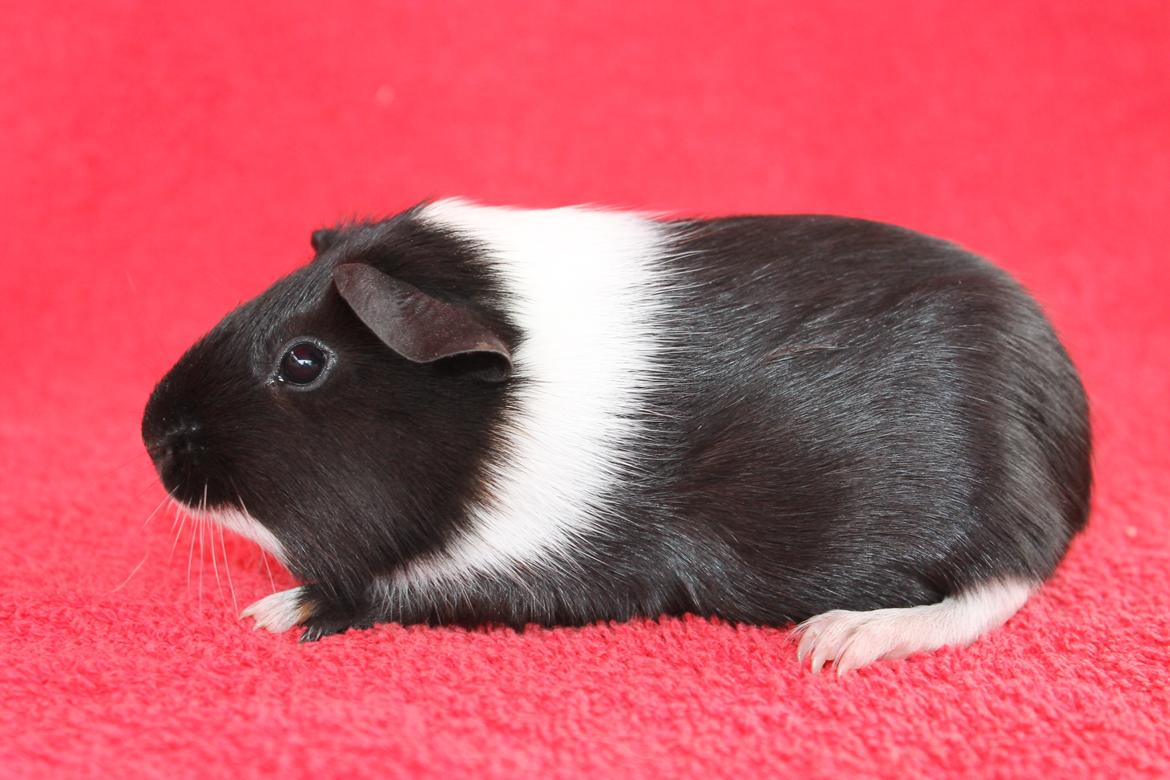 Marsvin Koreskas ÆTHELGYTH billede 10