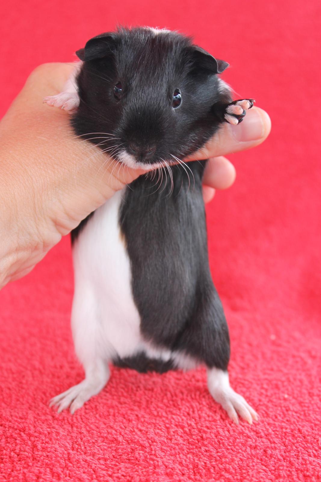 Marsvin Koreskas ÆTHELGYTH billede 14