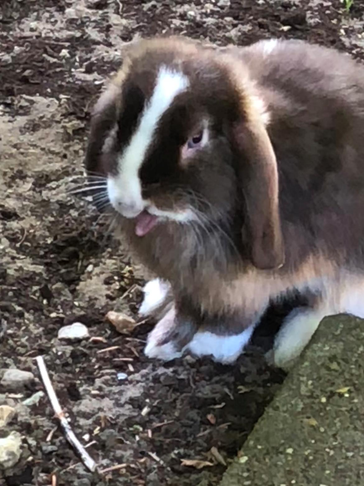 Kanin HrNanna. Dværgvædder/mini lop billede 4