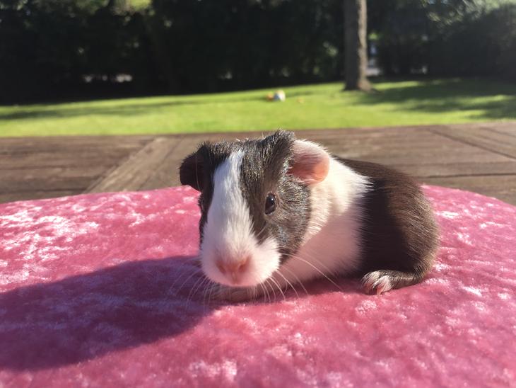 {{currentPhoto.altText}} billede {{currentPhoto.number}}