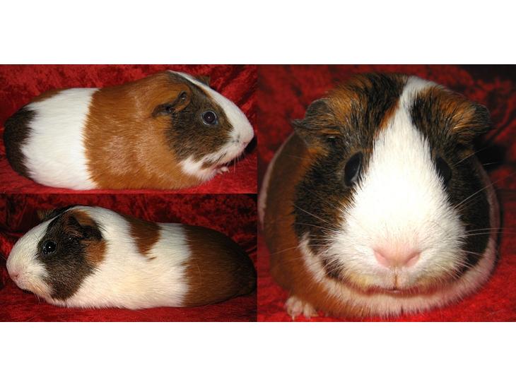 {{currentPhoto.altText}} billede {{currentPhoto.number}}