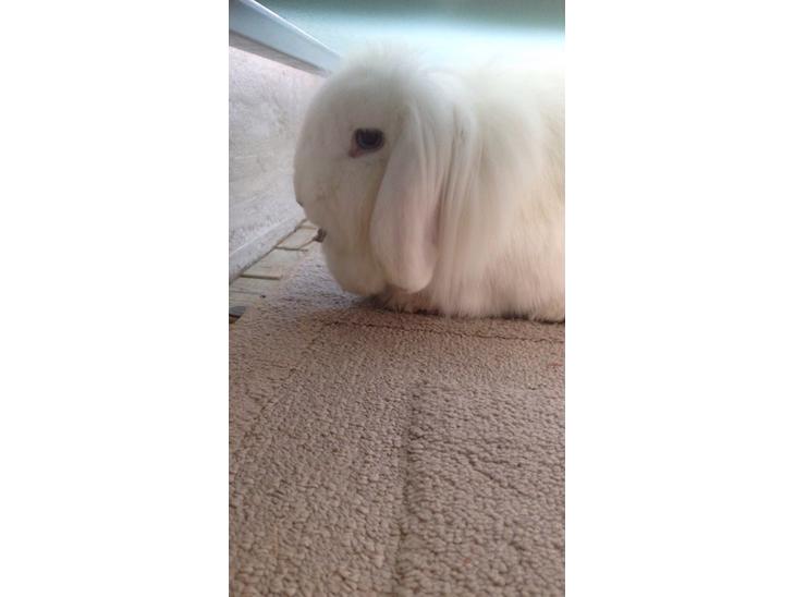 Kanin Mangogårdens fluffy moffy billede 0