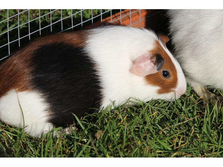 {{currentPhoto.altText}} billede {{currentPhoto.number}}