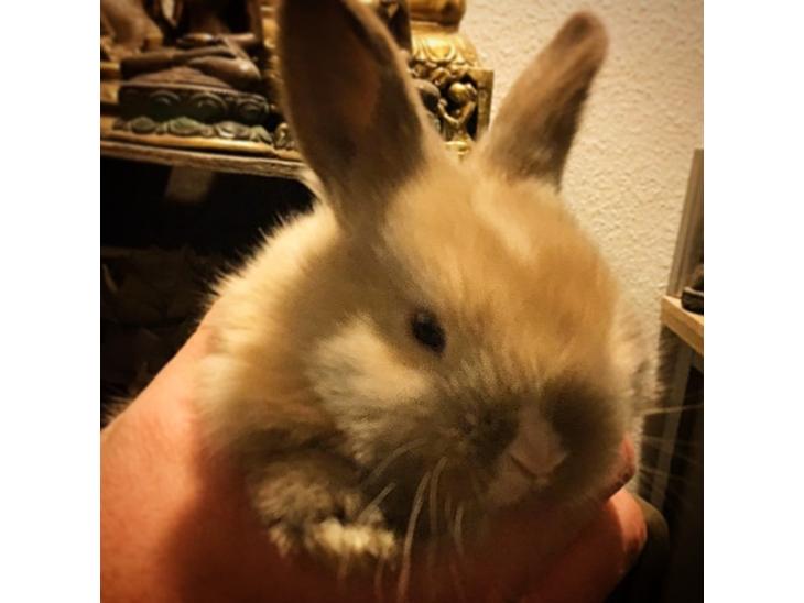 {{currentPhoto.altText}} billede {{currentPhoto.number}}