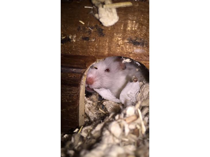 Hamster Luna billede 0