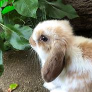 Kanin Pipi : mini lop