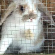 Kanin Pipi : mini lop