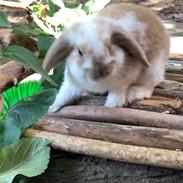 Kanin Pipi : mini lop