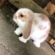 Kanin Pipi : mini lop