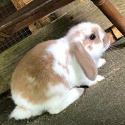 Kanin Pipi : mini lop