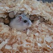 Dværghamster Alma 